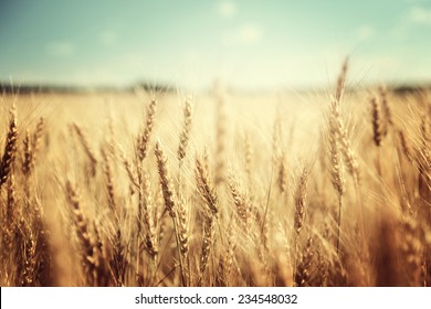 golden wheat field and sunny day - Shutterstock ID 234548032