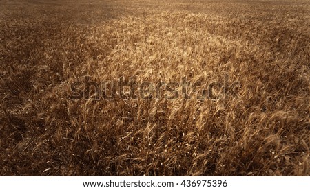 Similar – Uniform autumnal sunflowers point towards the village