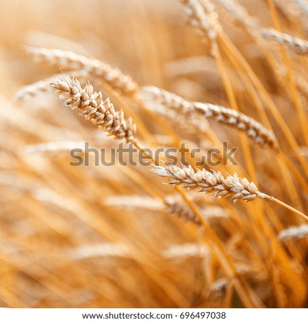 country love Wheat ear