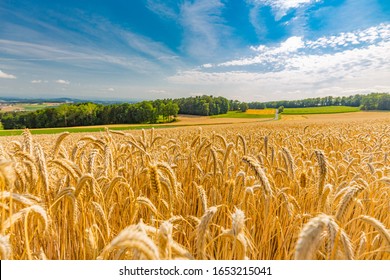 Golden wheat field and sunset sky, landscape of agricultural grain crops in harvest season, panorama. Agriculture, agronomy and farming background. Summer countryside landscape with field of wheat