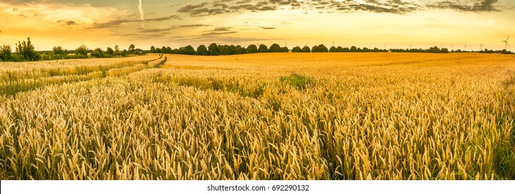 Golden wheat field and sunset sky, landscape of agricultural grain crops in harvest season, panorama