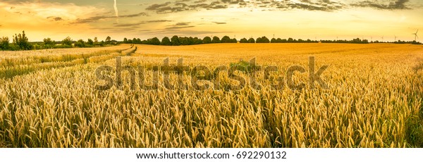 [Obrazek: golden-wheat-field-sunset-sky-600w-692290132.jpg]