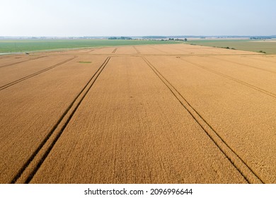 golden wheat field with tractor tracks is the time of grain harvest on the farm