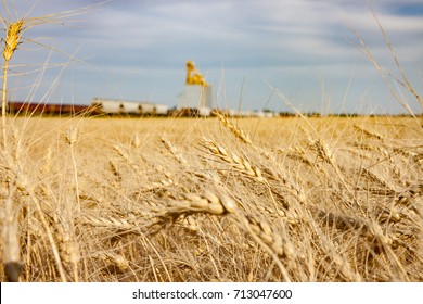 Golden Wheat Field With Train Passing Grain Elevator