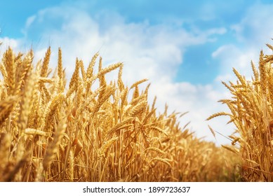 Golden wheat field under blue sky - Powered by Shutterstock