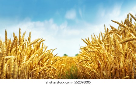 Golden Wheat Field Under Blue Sky