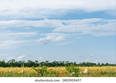 Golden wheat field under a dramatic cloudy sky on a summer day.