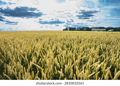 Golden Wheat Field Under Dramatic Cloudy Sky During Summer