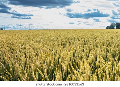 Golden Wheat Field Under Dramatic Cloudy Sky During Summer