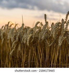 Golden wheat field under a setting sun.Organic golden ripe ears of wheat on agricultural field.