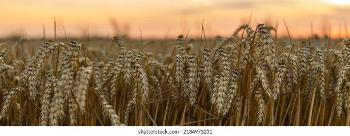 Golden wheat field under a setting sun.Organic golden ripe ears of wheat on agricultural field