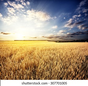 golden wheat field high resolution