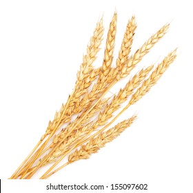 golden wheat isolated on white background - Shutterstock ID 155097602