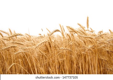 Golden Wheat On The White Background