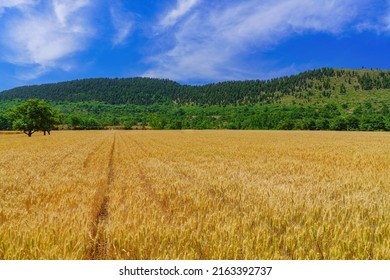 Golden wheat pastoral scenery in the summer countryside