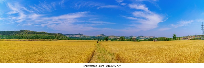 Golden wheat pastoral scenery in the summer countryside