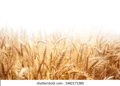 Golden wheat rye close-up on the white background