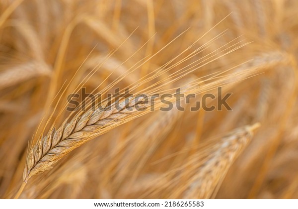 Golden wheat spike in a field. Grain spikes\
ripening in summer before the\
harvest.