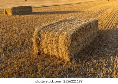 golden wheat straw in a field, rectangular stacks of straw that remained after harvest, close up