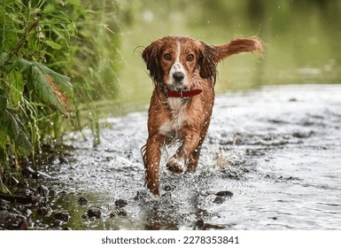 Golden and white working cocker spaniel walking toward camera through the river Wyre in England with wagging tail in summer
