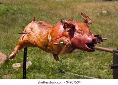Golden whole roasted pig on a spit. Spit roasting is a traditional international luau method of cooking a whole pig.
