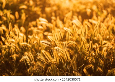 Golden wild grass ears illuminated by soft sunlight.
Sunlit wild grass ears glowing in warm, golden light against a soft, blurred background. Perfect for themes of natural beauty, calmness, and season - Powered by Shutterstock