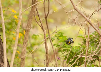 Golden Winged Warbler