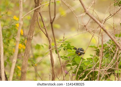 Golden Winged Warbler