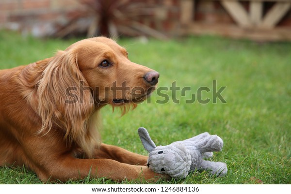 golden working cocker