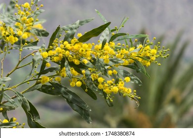 Golden Wreath Wattle Acacia Saligna Canary Islands - La Gomera