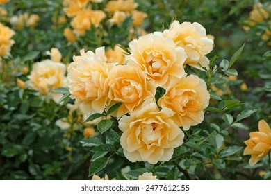 Golden yellow Floribunda bush rose, rosa ‘Gold Spice’ in flower.  - Powered by Shutterstock