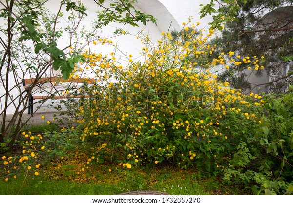 Golden yellow flowers bush in\
spring. Japanese marigold bush, Kerria japonica. Selective\
focus