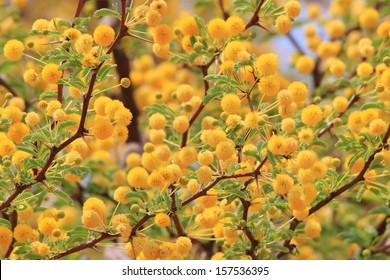 Camel Thorn Tree Images Stock Photos Vectors Shutterstock