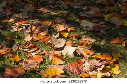 Golden and yellow leaves of Tulip tree (Liriodendron tulipifera) on the green grass. Close-up autumn foliage of American or Tulip Poplar. Selective focus. There is place for text
