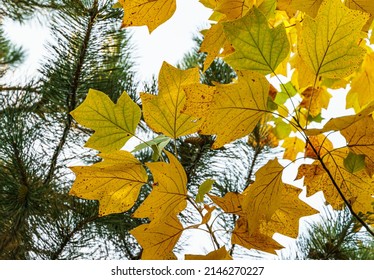 Golden and yellow leaves of Tulip tree (Liriodendron tulipifera). Close-up autumn foliage of American or Tulip Poplar on blue sky background. Selective focus. There is place for text