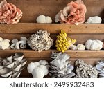 Golden Yellow Oyster Mushroom, Pink Oyster Mushroom, Blue Oyster Mushroom, Lion