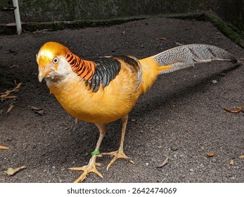 Golden yellow pheasant chicken in the cage