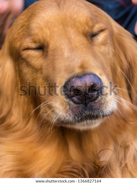 Golden yellow Golden Retriever dog with super\
close in muzzle