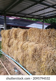 Golden Yellow Square Bales Of Rice Straw Stacked Vertically In Several Layers Under A Gray Roof, Used As Feed For Cattle, Used For Composting, And Used As Mulch After Sowing.