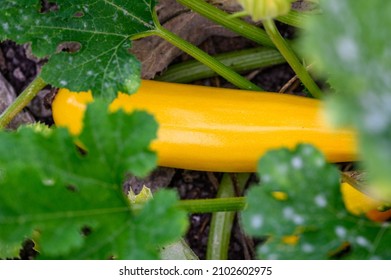 Golden Yellow Squash, A Variety Of Zucchini, Growing In A Kitchen Garden, Ripe And Unripe On The Vine
