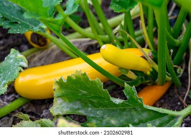 Golden Yellow Squash, A Variety Of Zucchini, Growing In A Kitchen Garden, Ripe And Unripe On The Vine
