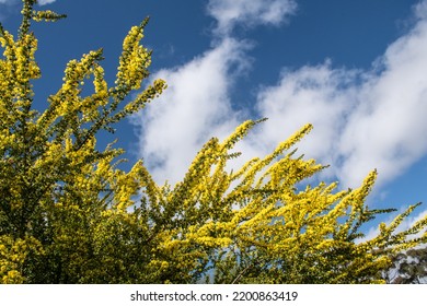 Golden yellow wattle australian native endemic plant and blue sky - Shutterstock ID 2200863419