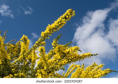 Golden yellow wattle australian native endemic plant and blue sky - Shutterstock ID 2201929287