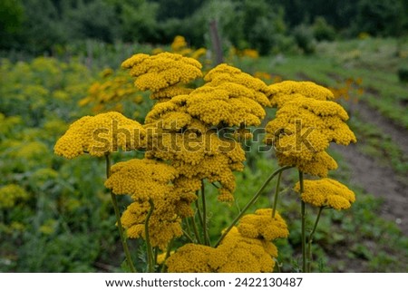 Golden Yellow Yarrow Flowers in Full Bloom in a garden.Closeup of yellow flowers of achillea moonshine yarrow plant with bokeh background.