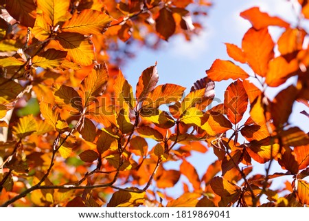 Golden young beech tree against clear blue sky on a sunny day. Close-up of colorful red, orange, yellow leaves. Natural pattern, texture, background. Early autumn. Seasons, climate change, environment