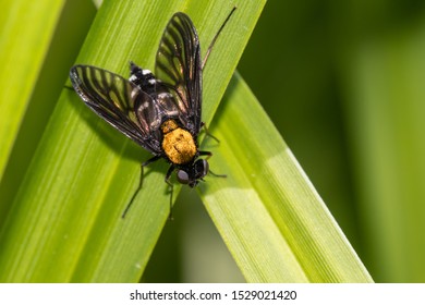 A Golden-backed Snipe Fly perching on a leaf - Shutterstock ID 1529021420