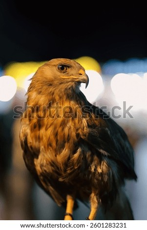 A golden-brown hawk with sharp eyes stands against a vibrant cityscape with glowing bokeh lights at night.