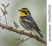 The Golden-cheeked Warbler is a small, endangered songbird native to central Texas, identifiable by its striking yellow face and black markings. This migratory species breeds