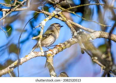 Golden-crowned Kinglet, Regulus Satrapa, ORDER: Passeriformes, FAMILY: Regulidae