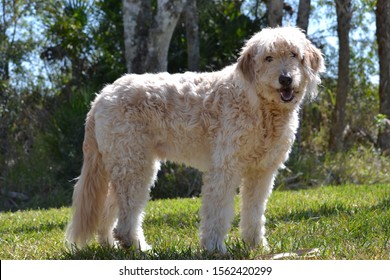 Goldendoodle Adult Male in Backyard